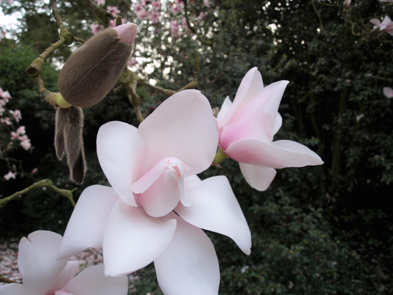 Magnolia campbellii Alba seedling